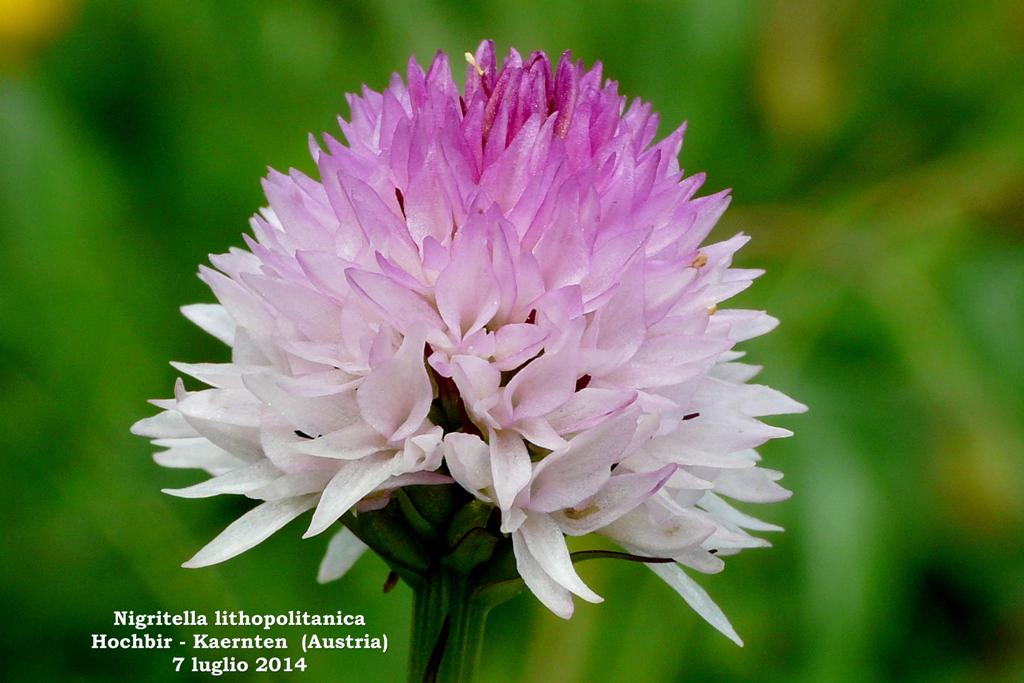 Le Nigritella endemiche delle Alpi austriache  luglio 2014